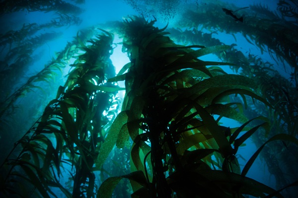 Detoxifying Seaweed Wrap